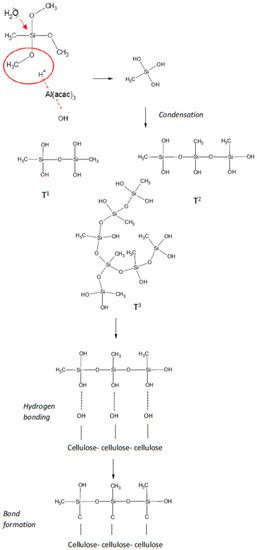 Catalyzed Reaction of Cellulose and Lignin with Methyltrimethoxysilane ...