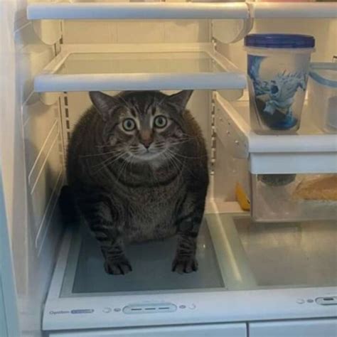 10 Images of Fridges with Unique Things in Them