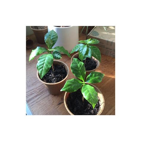 Coffee Bean Plant Seed Growing Kit | The Kew Shop