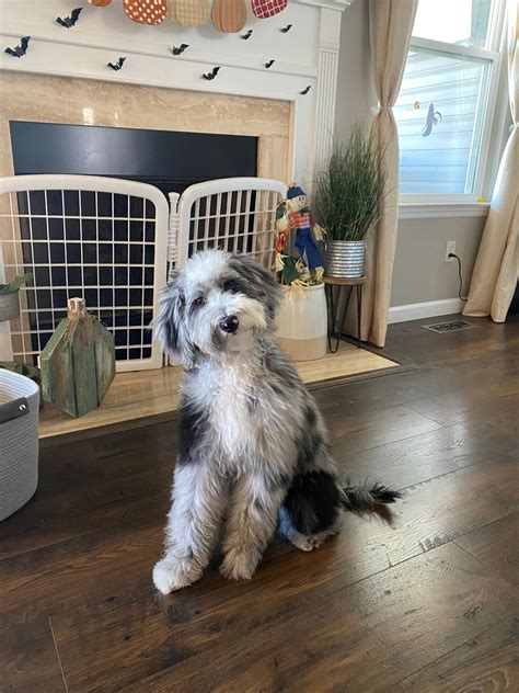 About Aussie Mountain Doodles - DOODLES OF OZ