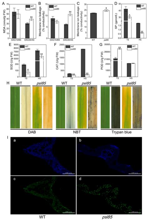 Genetic and Physio-Biochemical Characterization of a Novel Premature ...