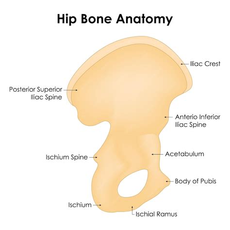 Hip bone anatomy iliac crest anterior inferior iliac spine body of ...