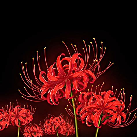 Pin by Szunigarz on To do | Anime flower, Tokyo ghoul flower, Red spider lily