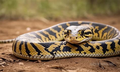 Image result for How to Care for Indian Python