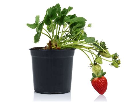 Plants That Grow Well In A Strawberry Pot at Ruben Lefebvre blog