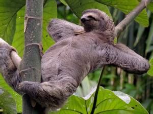 Image result for Sloth Guide Vesteria