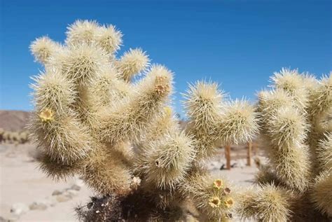 Cholla Cactus Plant Care | Plantly