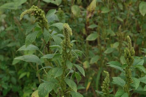 Amaranthus retroflexus