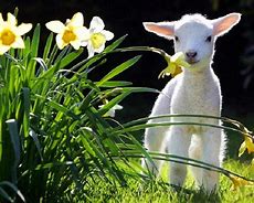 Image result for Easter Baby Animals