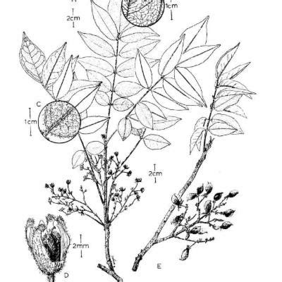 Rourea fluminensis (Gardner) Jongkind | Plants of the World Online ...