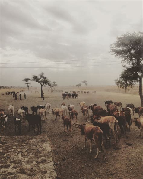 Image result for Modjo Ethiopia