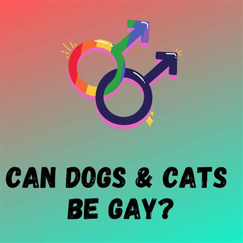 Can Dogs And Cats Be Gay? [Myth Busted!]