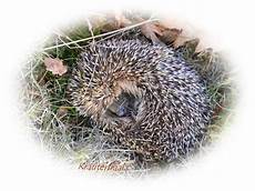 igel schlafen ausmalbild beim kr 228 uterfraala tierisch igel schlafen ausmalbild beim kr 228 uterfraala tierisch