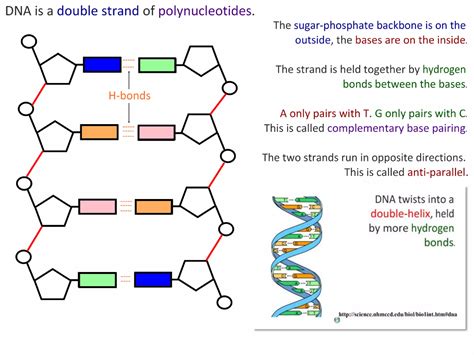Image result for Structure of DNA Class 12