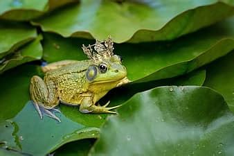 Image result for Julia Coding Language Example