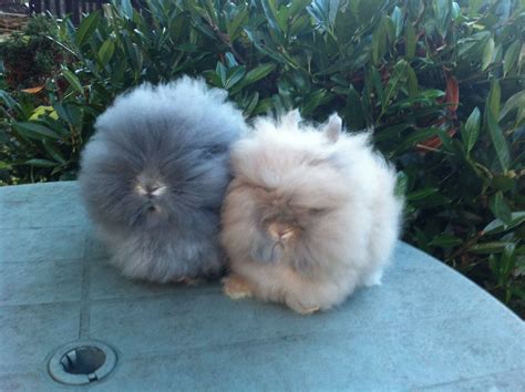 Lion Face Bunny Rabbits