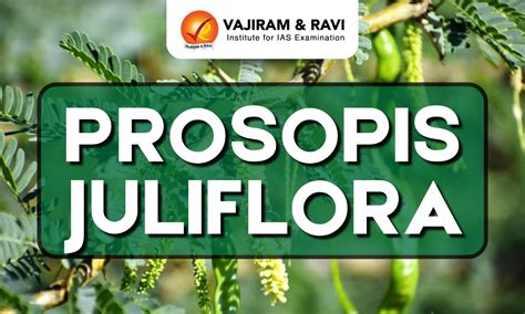 Prosopis Juliflora, Characteristics, Impacts, Latest News