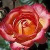 NooElec Seeds India Hybrid All Season Mixed Rose Flower 80+ Seeds for ...