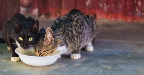 Milk Is Not Good for Cats - FOUR PAWS International - Animal Welfare ...