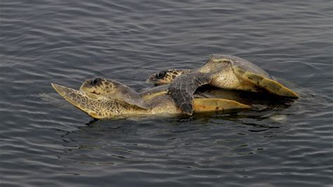 India Rescues Over 950 Endangered Ganges Turtles From Smugglers