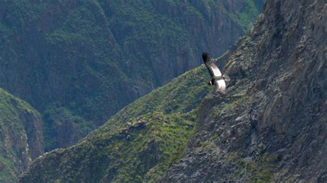 Image result for Colca Peru