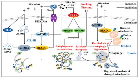 The Mechanism and Effect of Autophagy, Apoptosis, and Pyroptosis on the ...