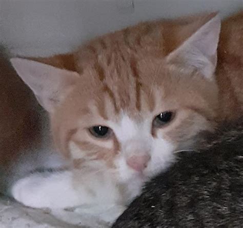 Betty sucht dringend ein Zuhause aus dem Tierschutz gechipt geimpft ...