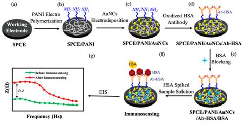 Impedimetric Immunosensor Utilizing Polyaniline/Gold Nanocomposite ...