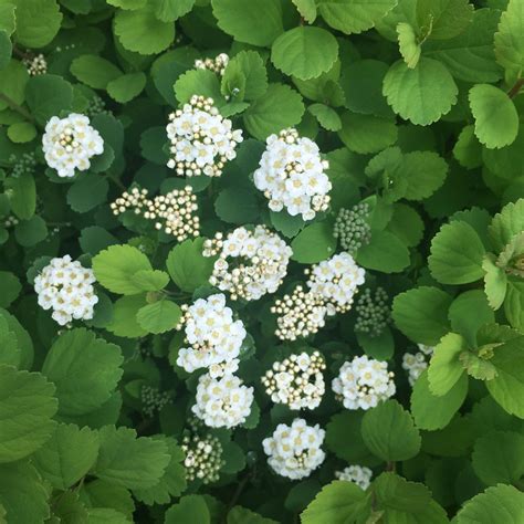 Spirea betulifolia 'Tor' / Tor Birchleaf Spirea - Hima Nursery