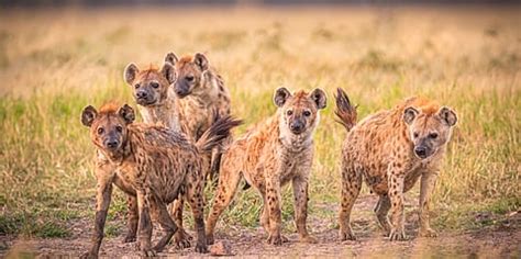 Spotted Hyena Reappears in Egypt After 5,000 Years: Climate Change Impact?