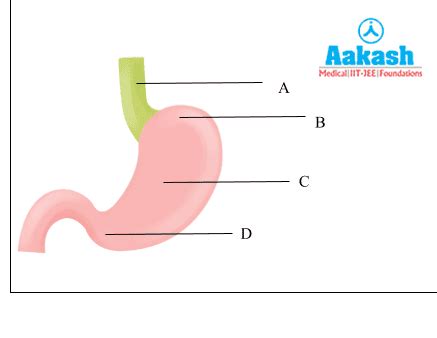 Stomach: Structure, Layers & digestive System | AESL