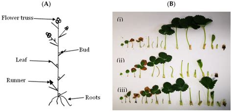 Characterization of Environmental Effects on Flowering and Plant ...