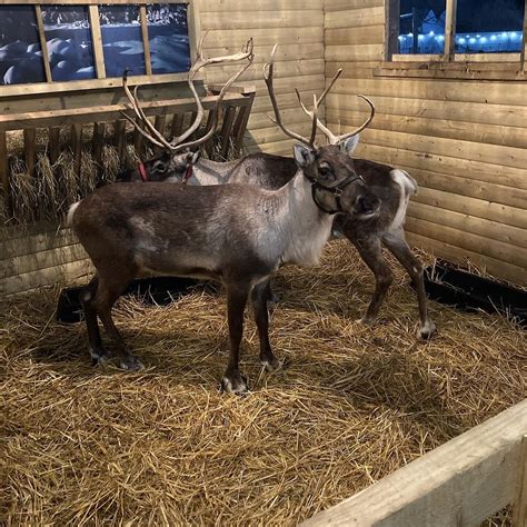 The Cotswold Reindeer Herd (Cirencester) - All You Need to Know BEFORE ...