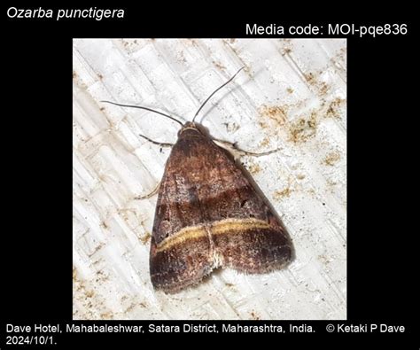Ozarba punctigera Walker, 1865 - | Moths