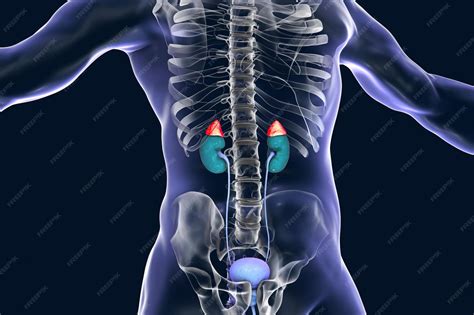 Adrenal glands highlighted inside human body 3d illustration | Premium ...