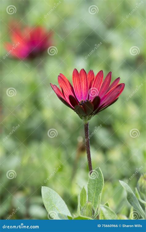 De 'flores Ruby De La élite' De Osteaspermum Foto de archivo - Imagen ...