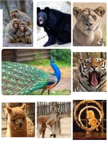 2023最新动物图片100种-动物图片100种大全-配图网