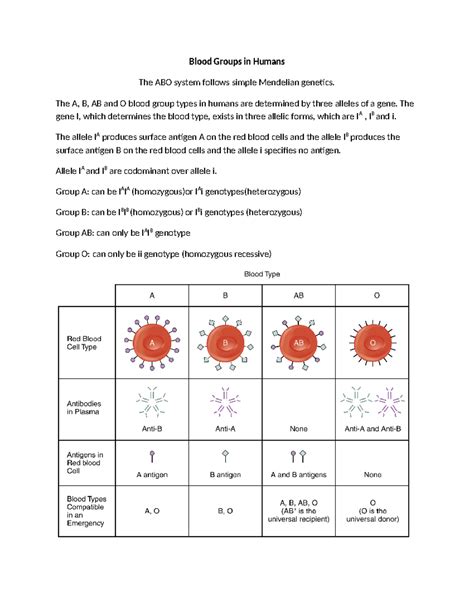 Blood Groups in Humans - Lecture Notes (Genetics and Anatomy) - Studocu