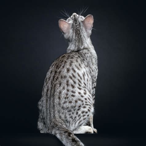 More Interesting Cat Facts - Cat World News