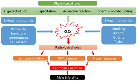 Oxidative Stress in Assisted Reproductive Techniques, with a Focus on an Underestimated Risk Factor
