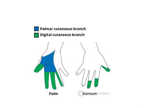 Radial, ulnar and median nerve injuries | PPTX