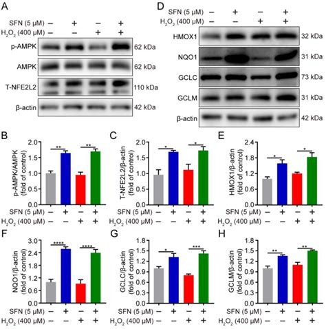 Sulforaphane Suppresses H2O2-Induced Oxidative Stress and Apoptosis via ...
