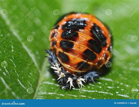 Ladybug pupa stock image. Image of portrait, metamorphosis - 42090015