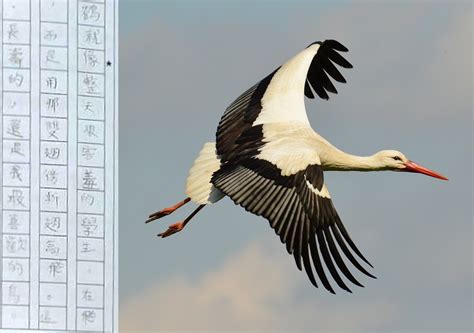 桂圓喵 繪本作文學思達 - 學生：「鶴就像整天害羞的學生，在飛行時也不會發出很吵的聲音，而是用那雙翅『徬』『斬』翅高... | Facebook