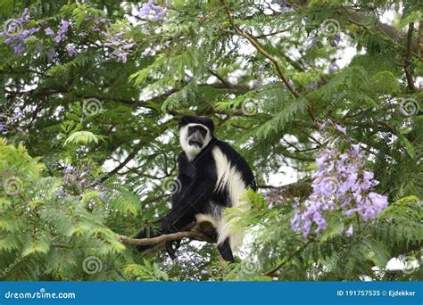 Black and white colobus stock image. Image of queen - 191757535