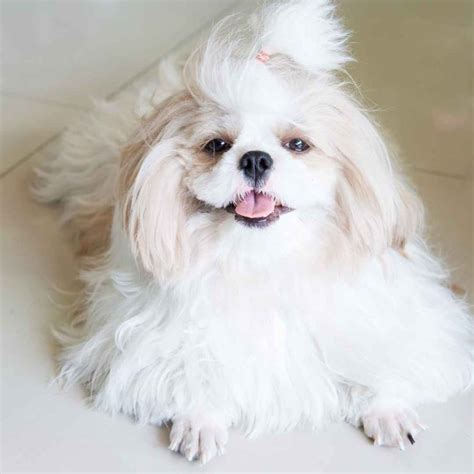 10 Rarest Shih Tzu Colors: Which Type is Right for You?