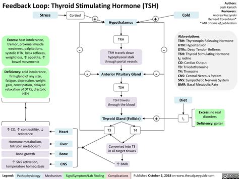 Feedback Loop: Thyroid Stimulating Hormone (TSH) | Calgary Guide