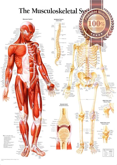 The Musculoskeletal System Tear Proof Poster Anatomical Muscle Diagram Chart Muscles Wall ...