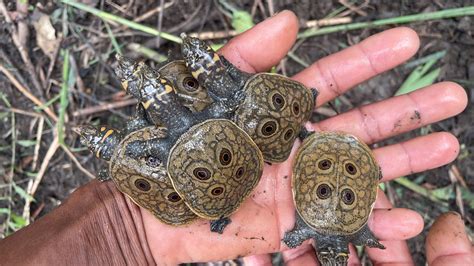 Watch Rare Burmese Peacock Turtles Hatching - The New York Times