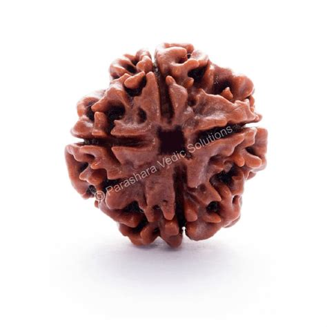 ARKAM Four Mukhi Rudraksha Certified/Original Nepali 4 Mukhi Rudraksh ...